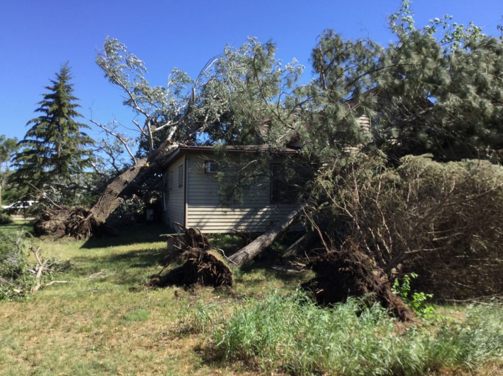 Uprooted trees on farm houseÂ  (NWS Storm Survey)